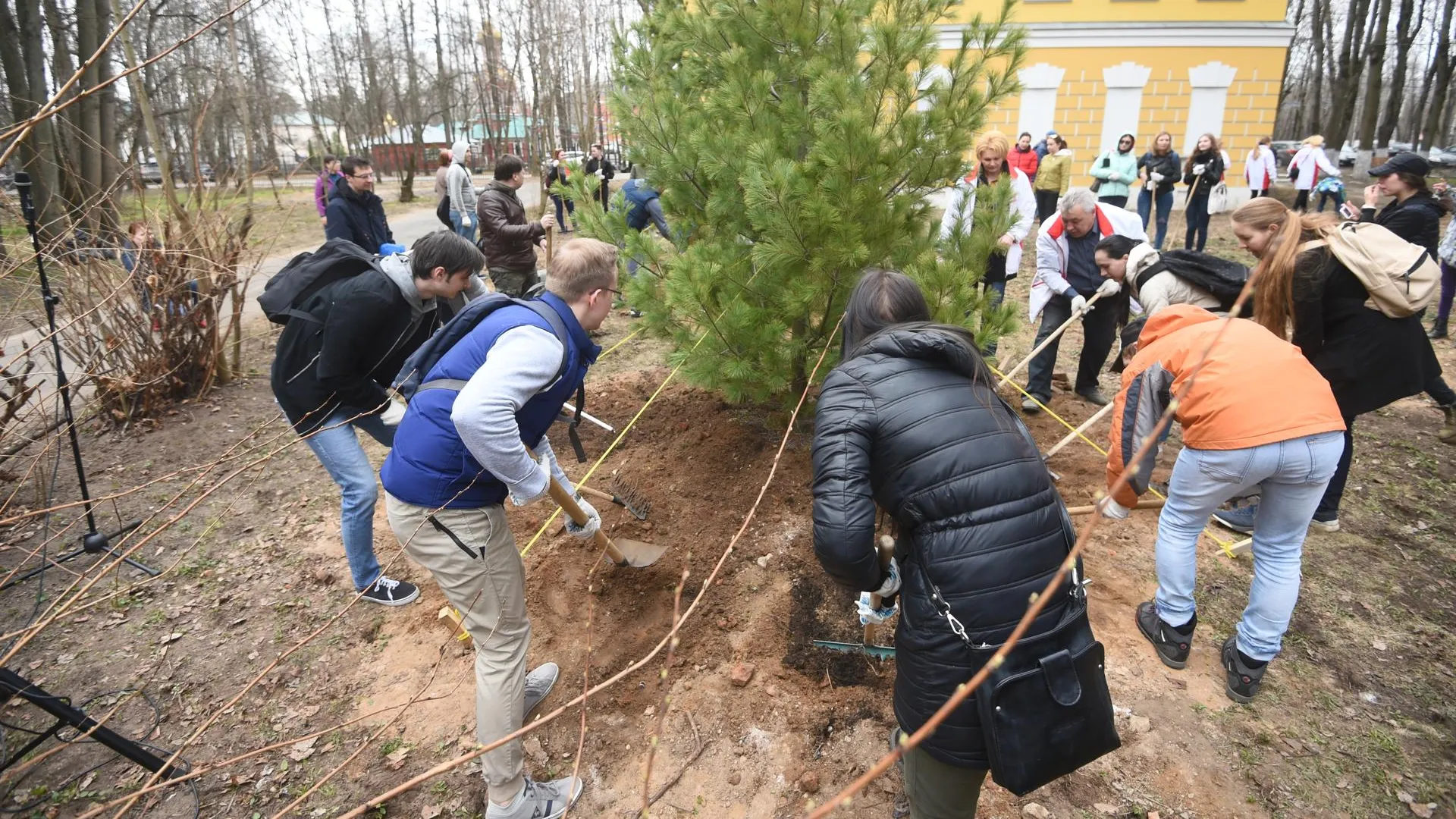 Деревья из семян сосны Бальмонта высадили на медиасубботнике РИАМО в Красногорске