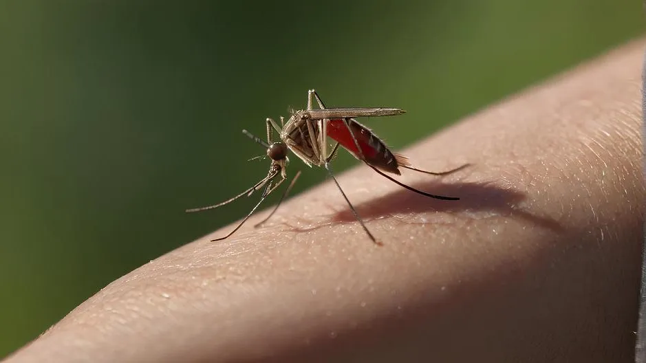 Спасение от комаров: как защититься в квартире, на даче и на улице