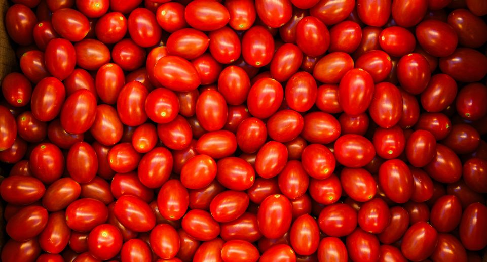 Позднякова: прохладные ночи в Московском регионе могут погубить урожай томатов