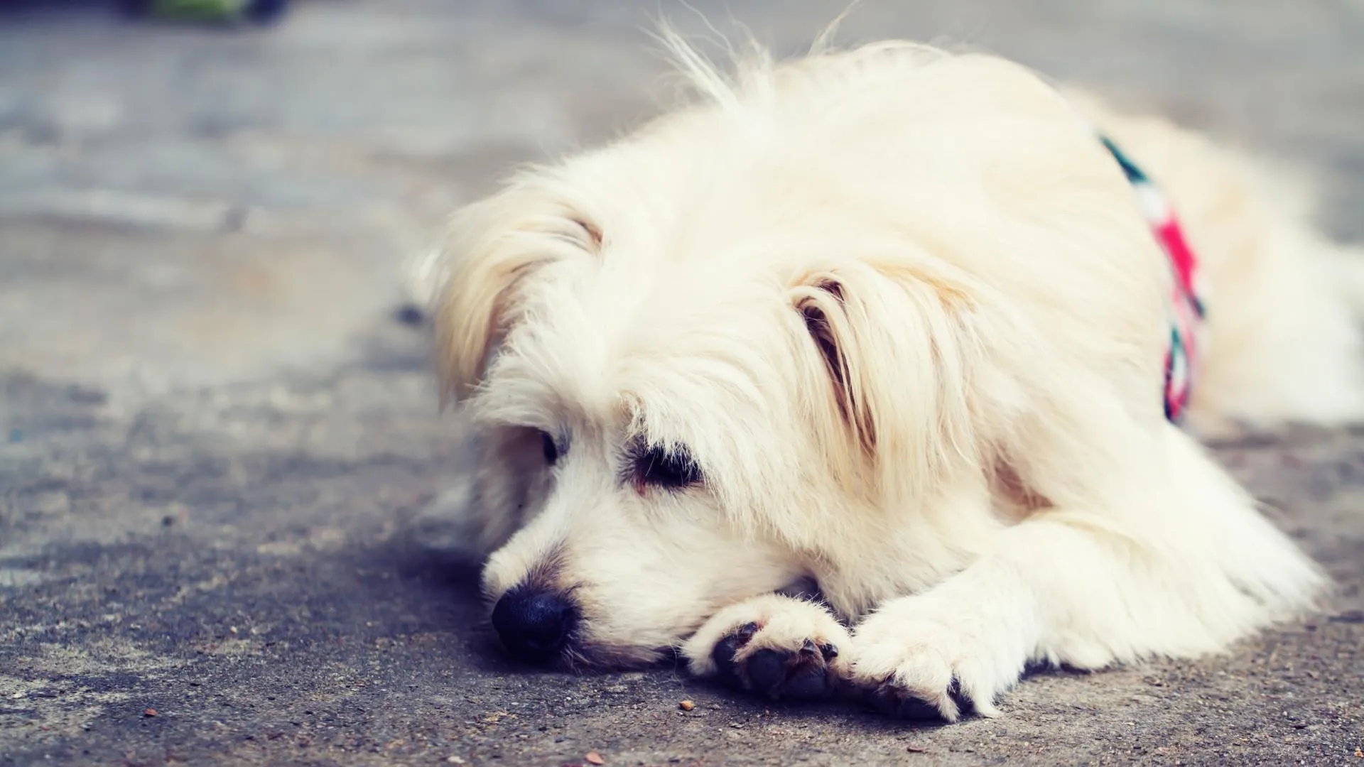 Памятка для хозяина: что делать, если потерялась собака
