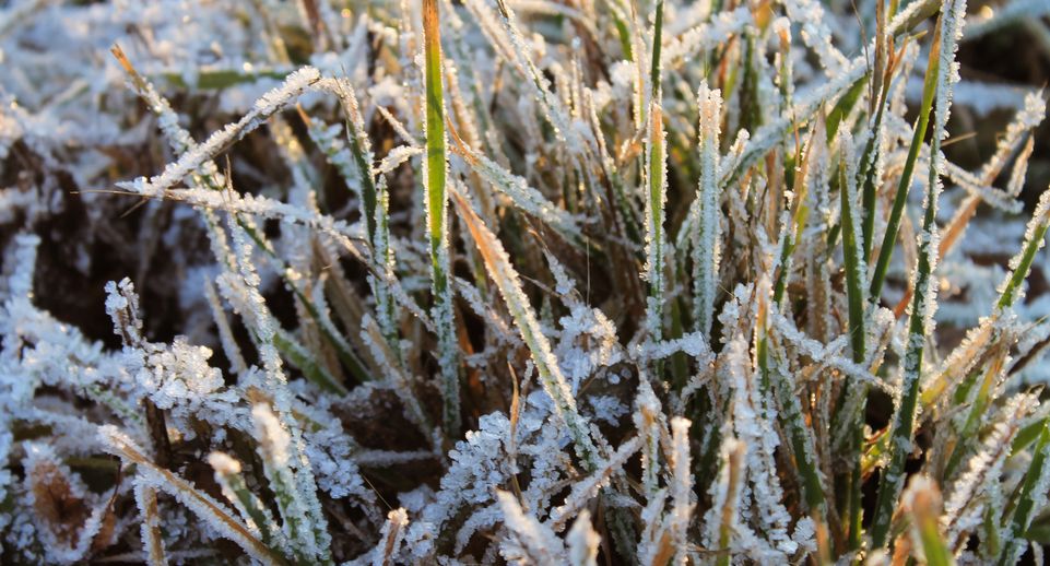 Минсельхоз: аномальные заморозки убили 830 тыс га посевов в России