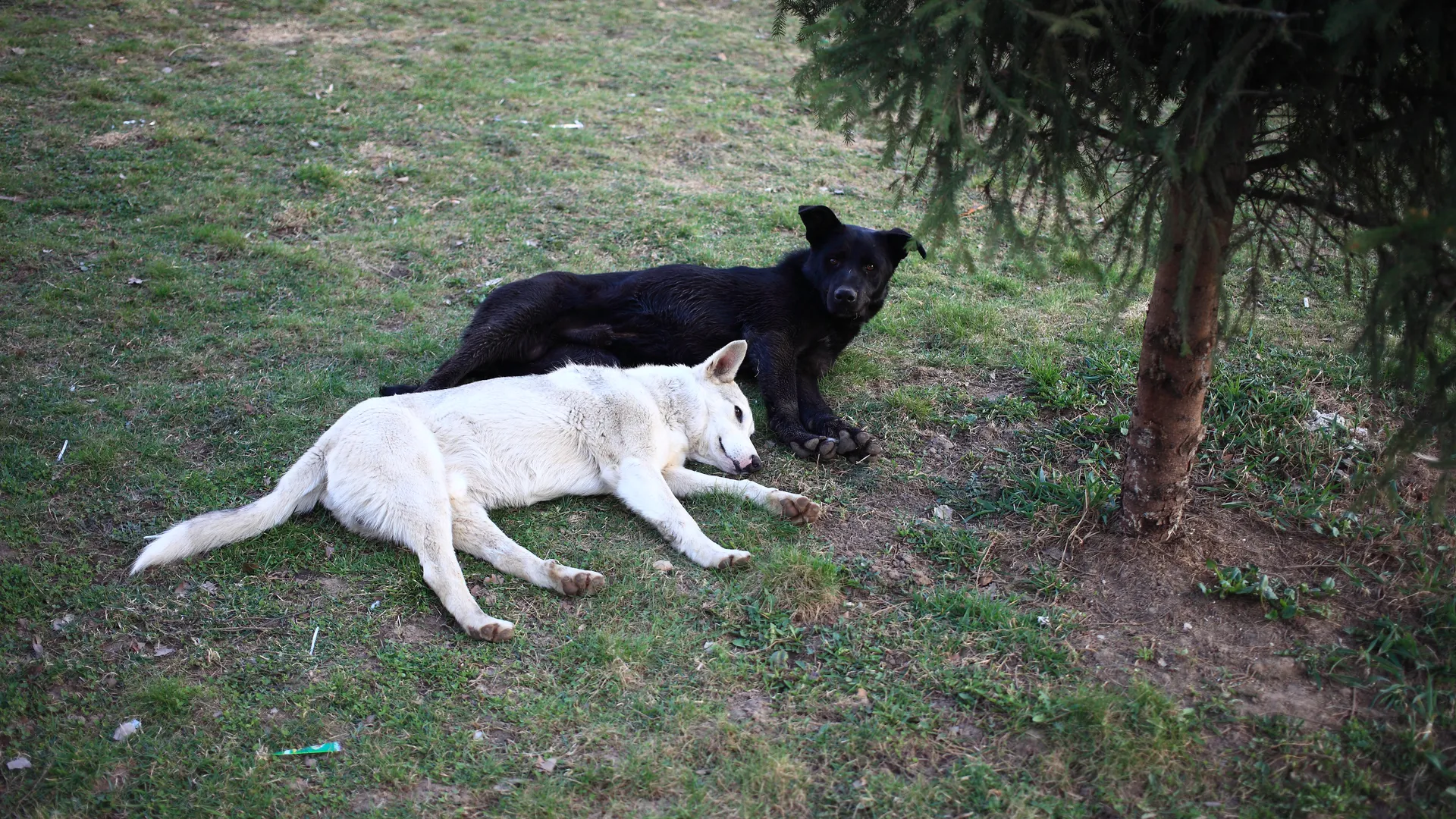 Жители обнаружили в лесу под Челябинском логово живодера, убившего собак