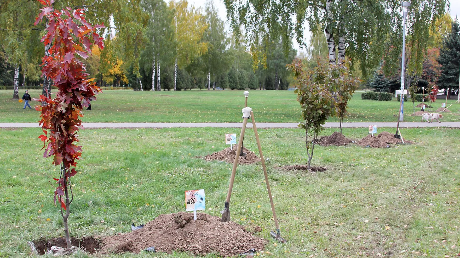 Более 20 тыс деревьев высадят в Егорьевском районе 20 октября