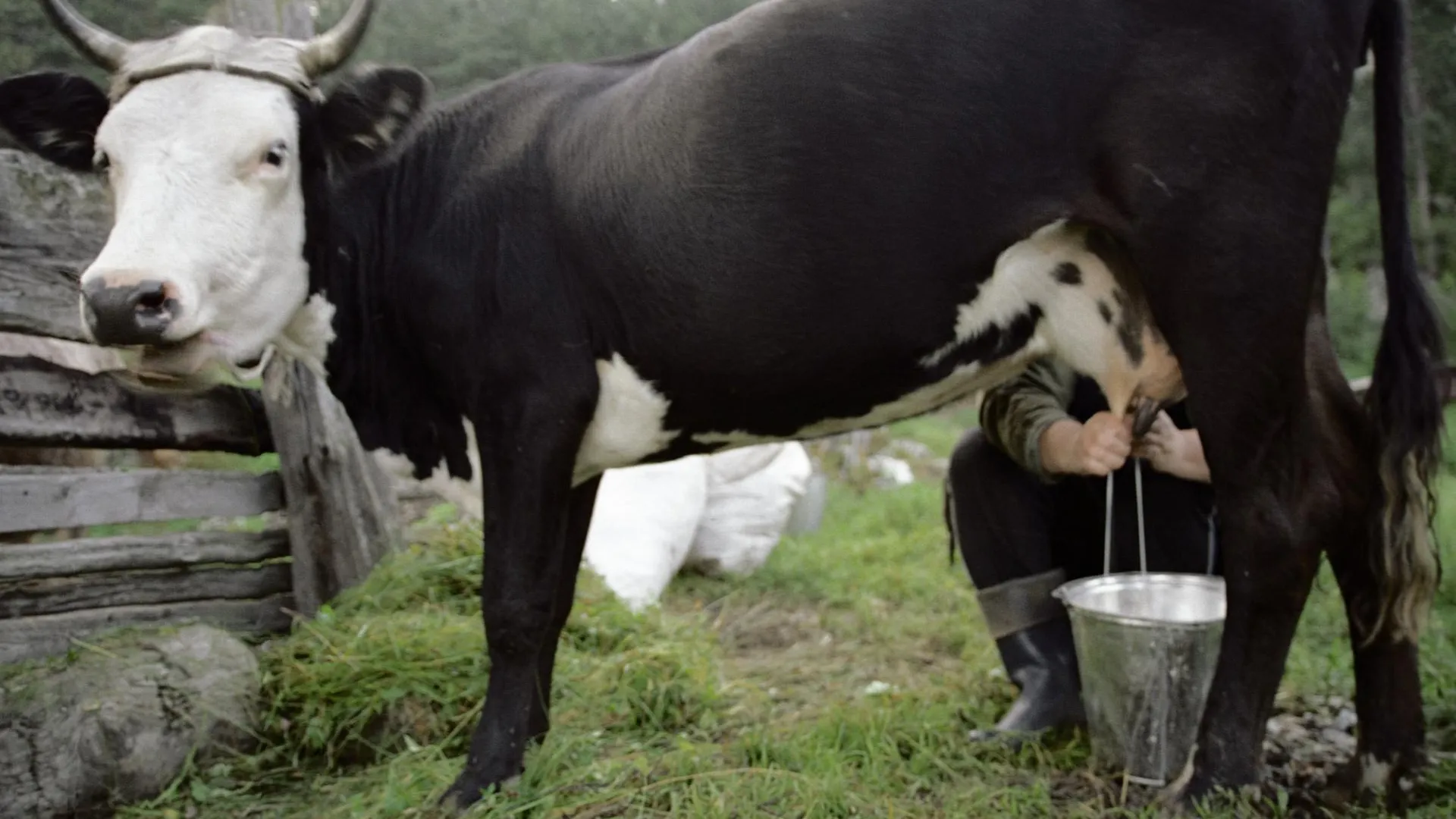 Кишечную палочку нашли в молоке на ферме в Клинском районе