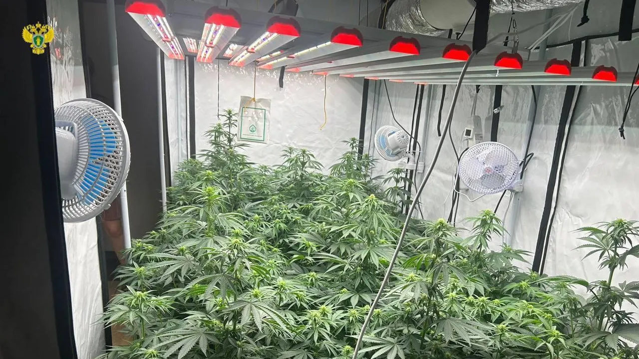 Мужчина выращивал марихуану прямо у себя в московской квартире