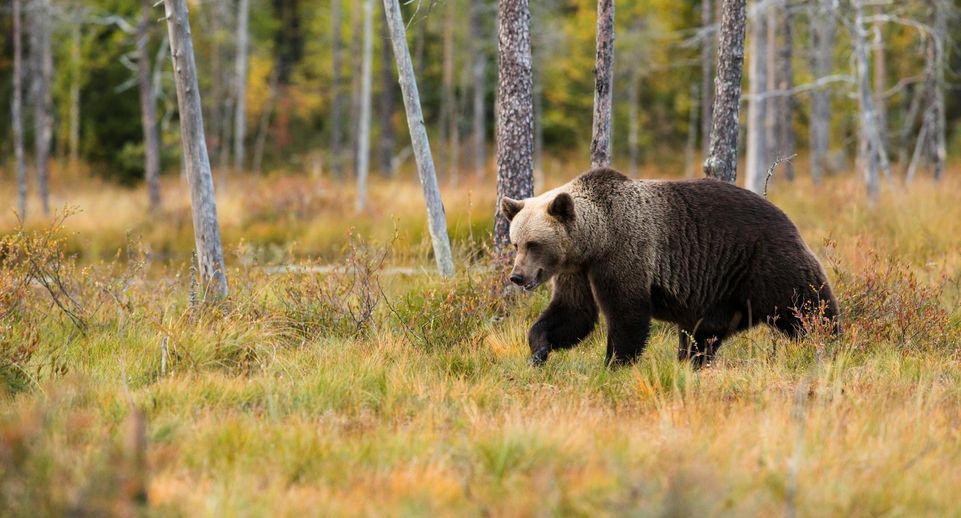 Baza: в Красноярском крае встреча с медведем напугала местную жительницу