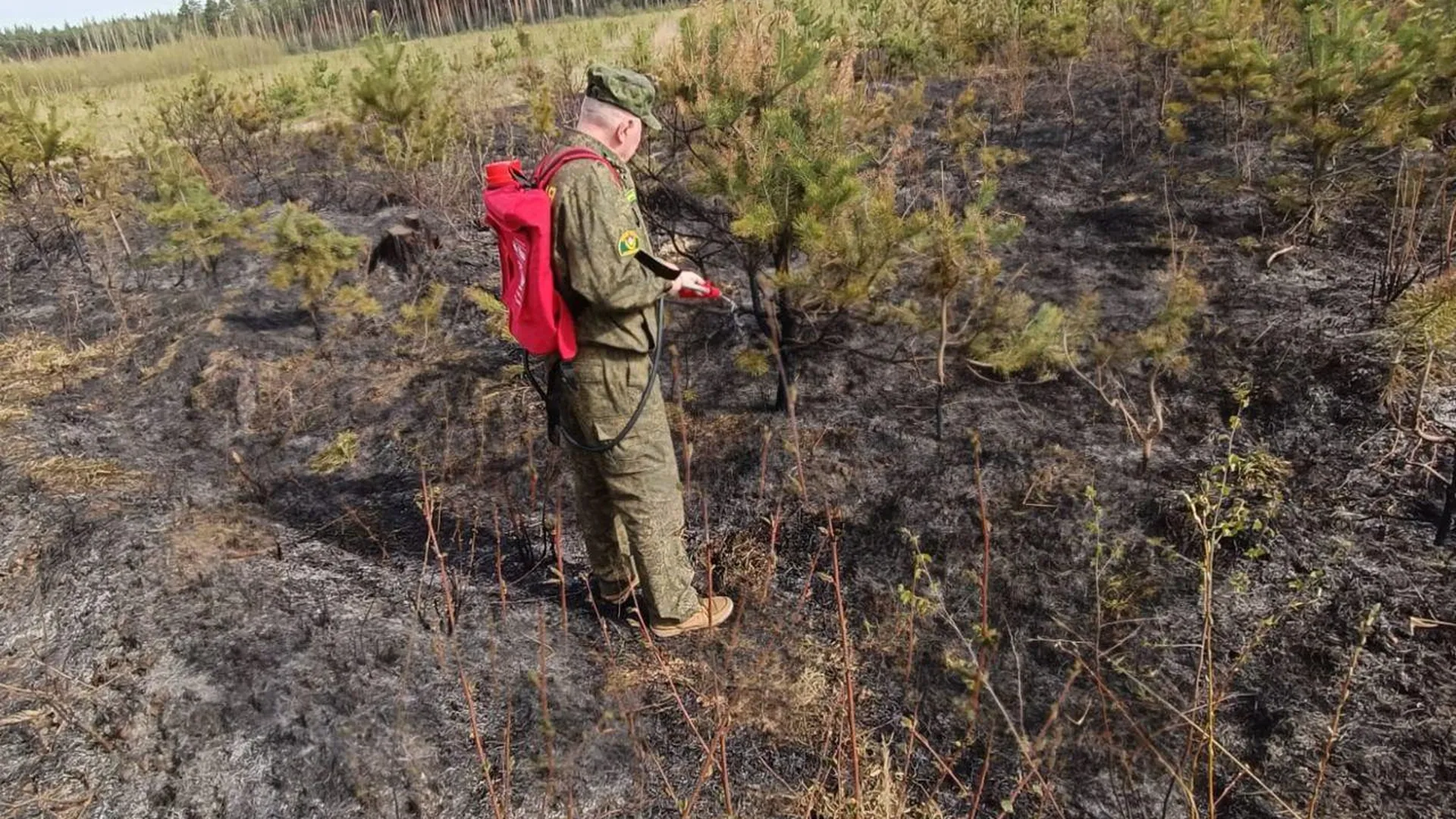 В Люберцах ликвидировали лесной пожар