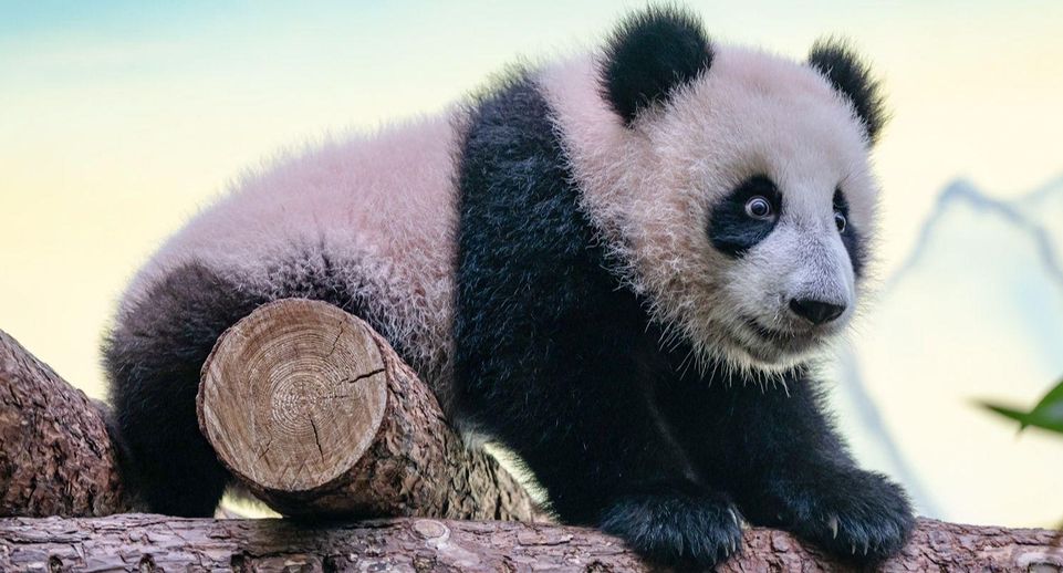 Панда Катюша сможет освоить новую территорию в Московском зоопарке