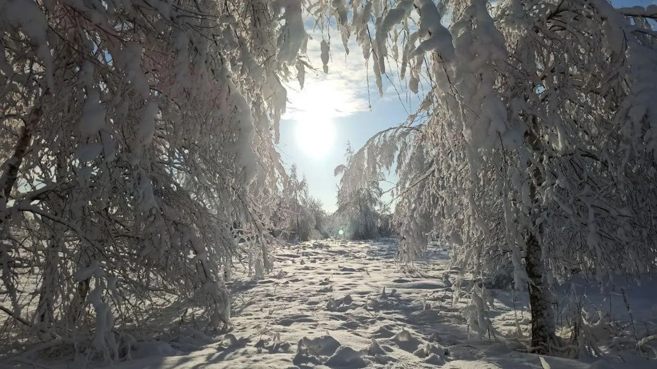 Комлесхоз Подмосковья подводит итоги голосования на самую лучшую зимнюю фотографию