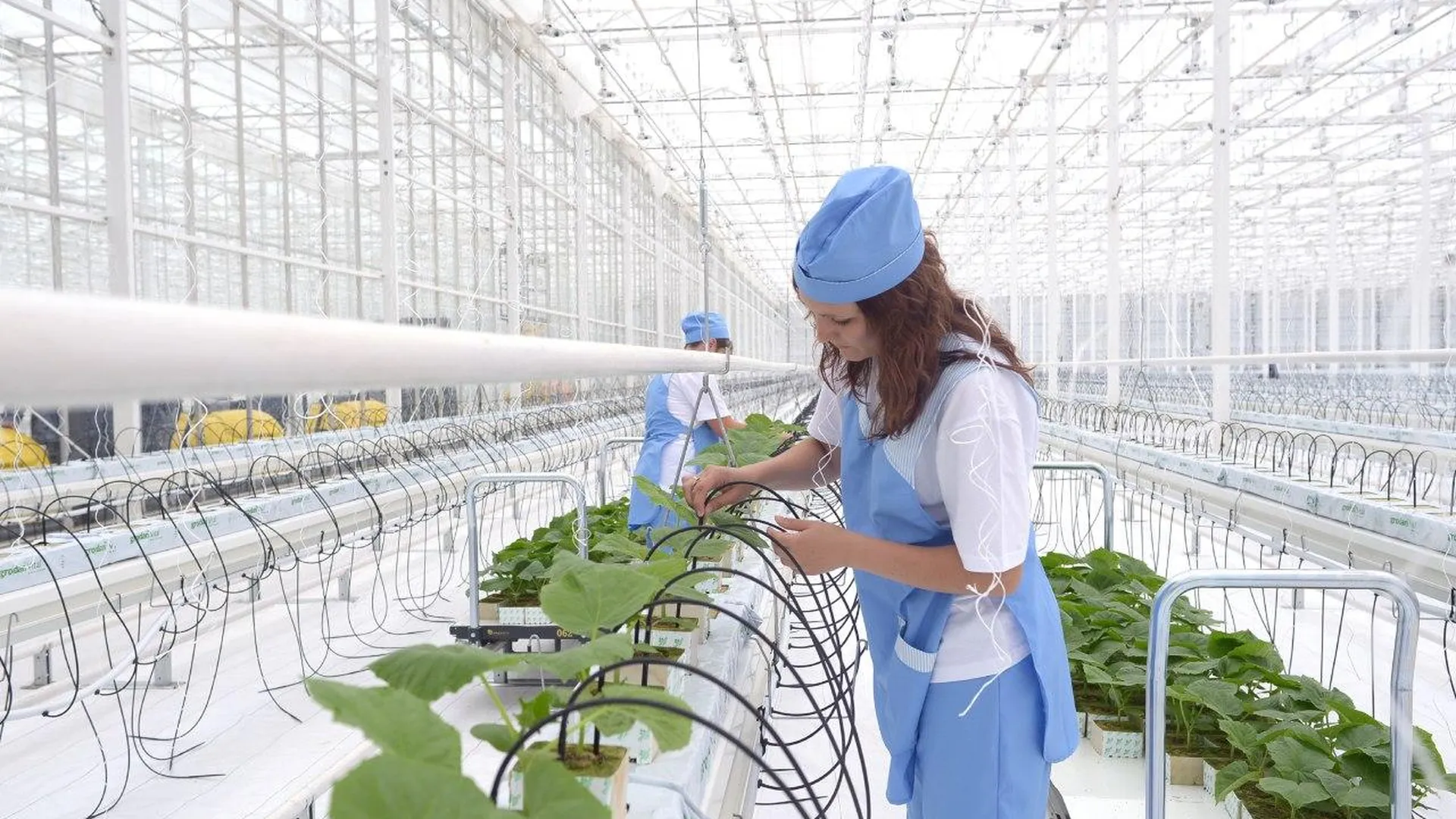 Подмосковье занимает одну из лидирующих позиций в РФ по сбору зимних тепличных овощей