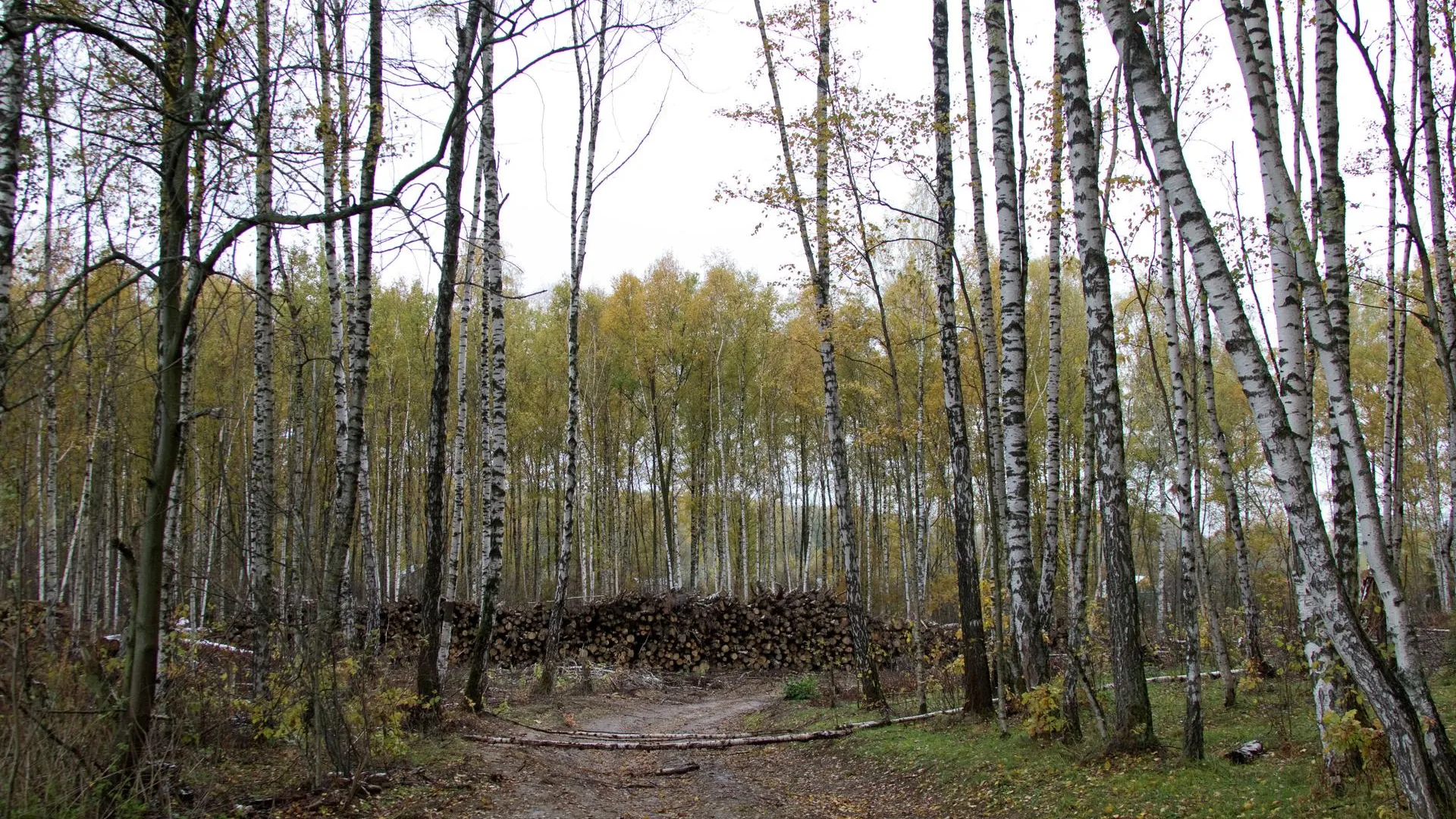 Пенсионер потерялся в лесу в Одинцовском районе — МЧС