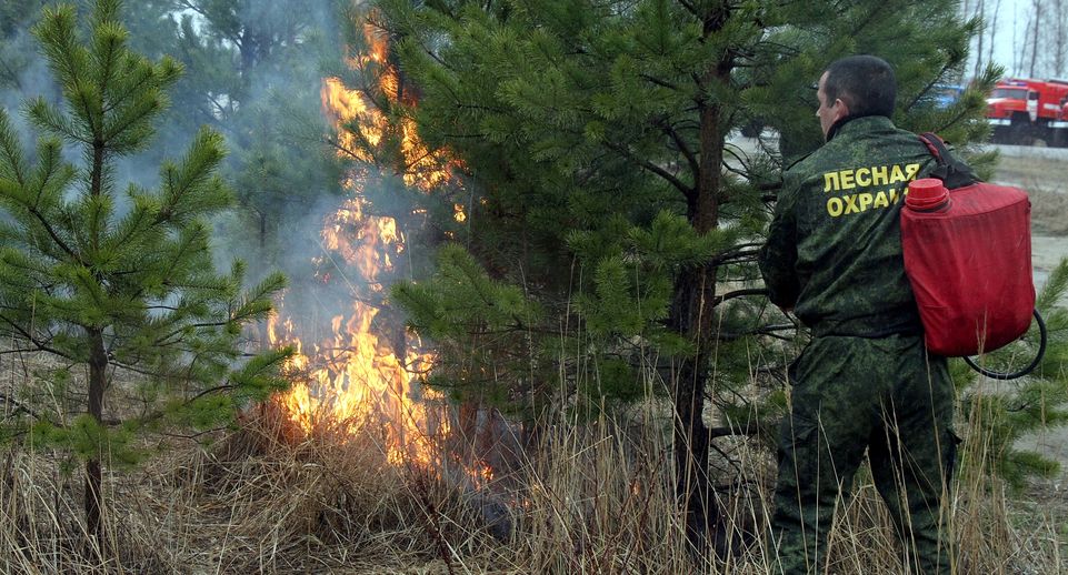 Депутат Мособлдумы Шапкин: человеческий фактор — основная причина лесных пожаров