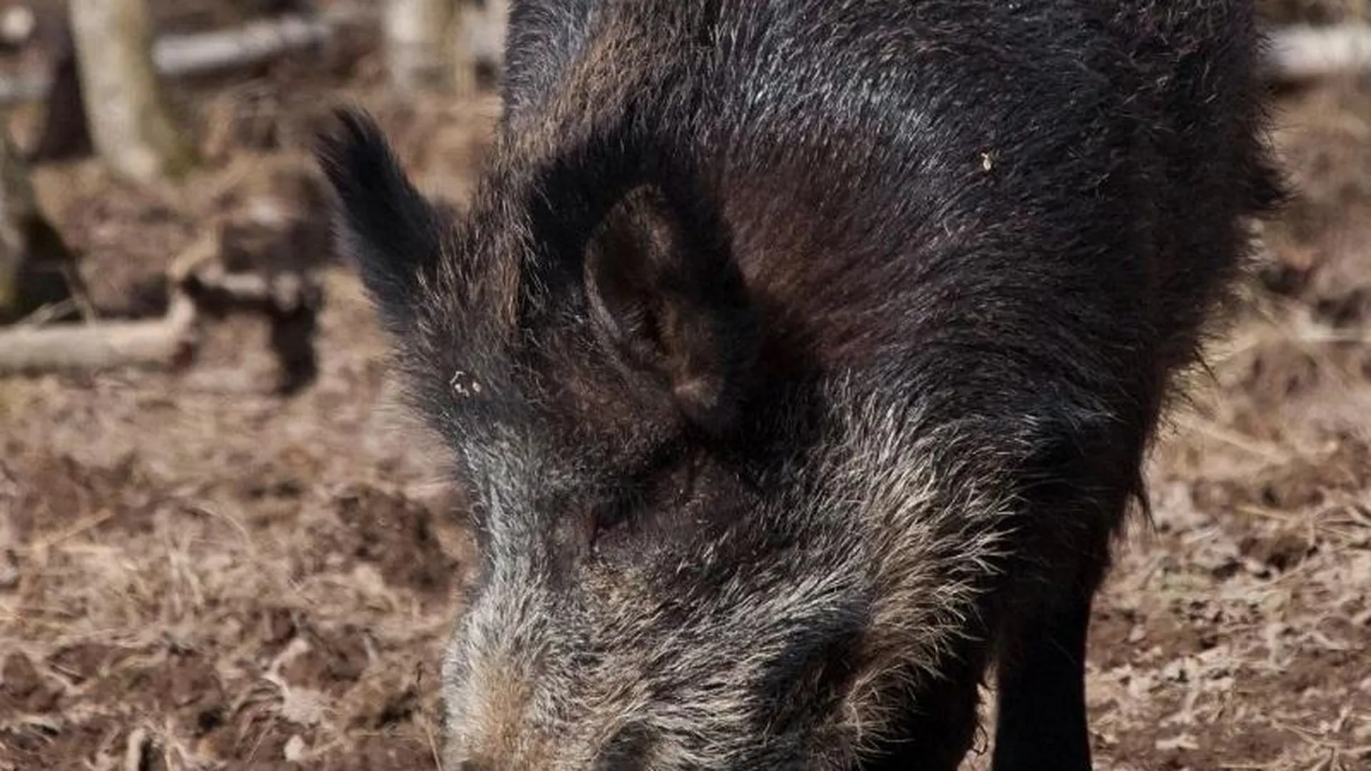 В Подмосковье не выявлено случаев африканской чумы свиней за ноябрь