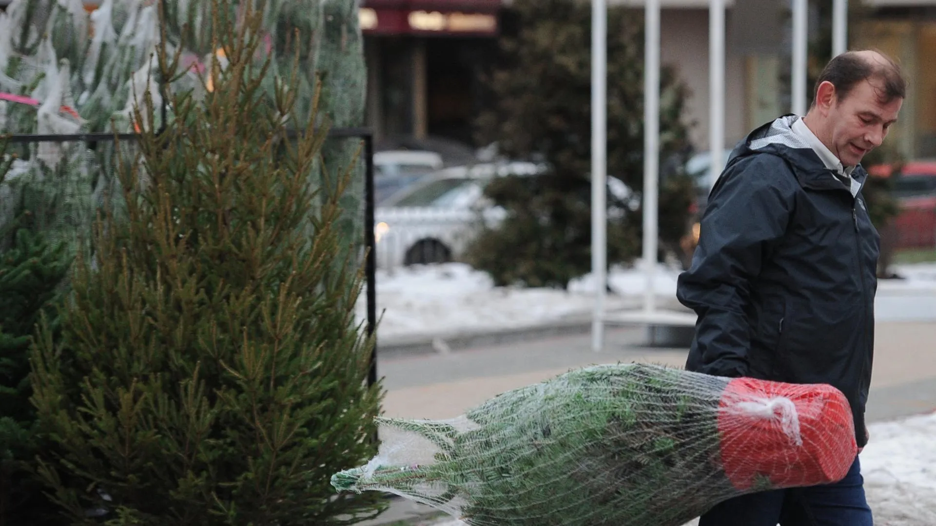 Акция «Верни елку лесу» проходит в Егорьевском районе