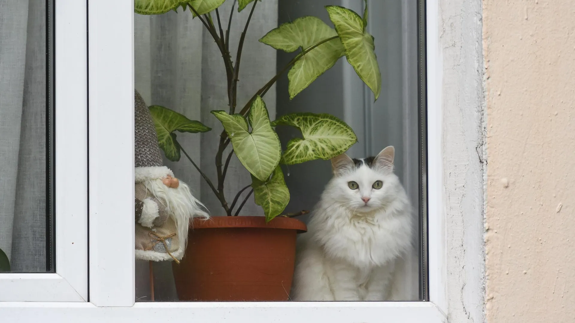 Кот заперт и мяукает в закрытой квартире в столичной Щербинке уже неделю
