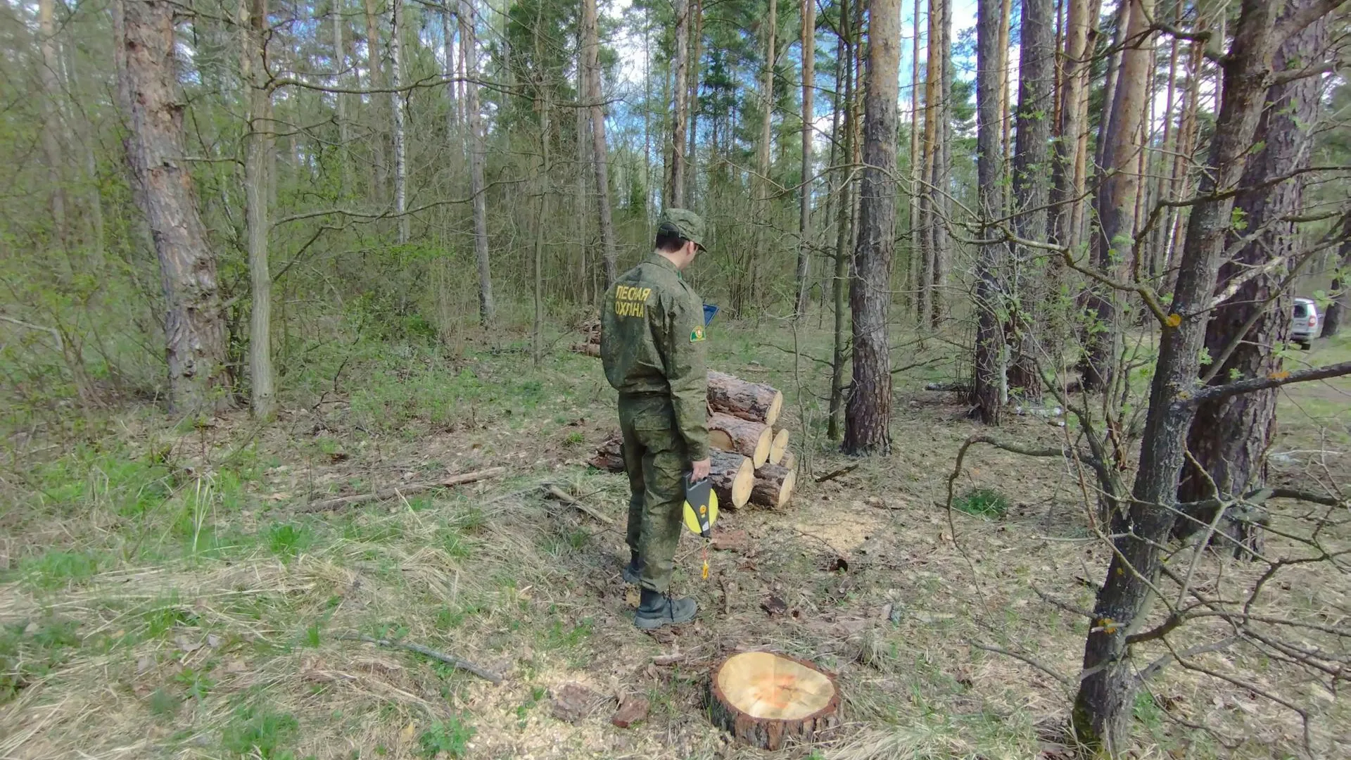 Аварийные деревья срубили в лесах Коломны