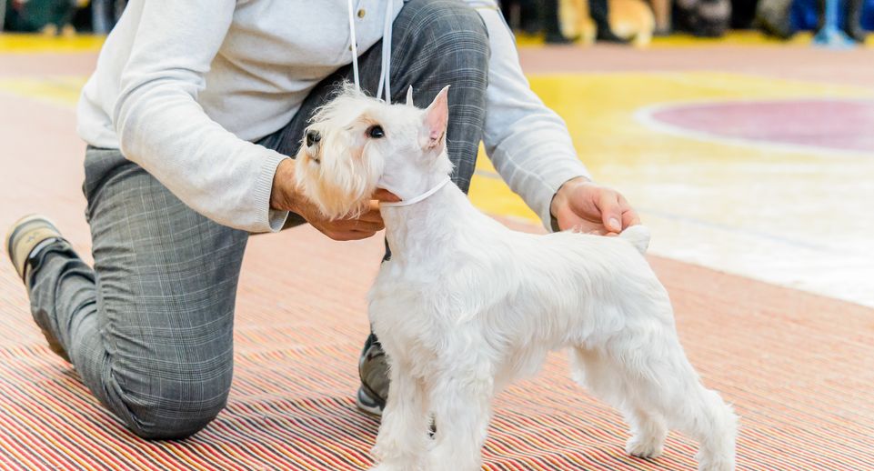 Более 7 тыс собак покажут на выставке «Россия 2024» в Подмосковье
