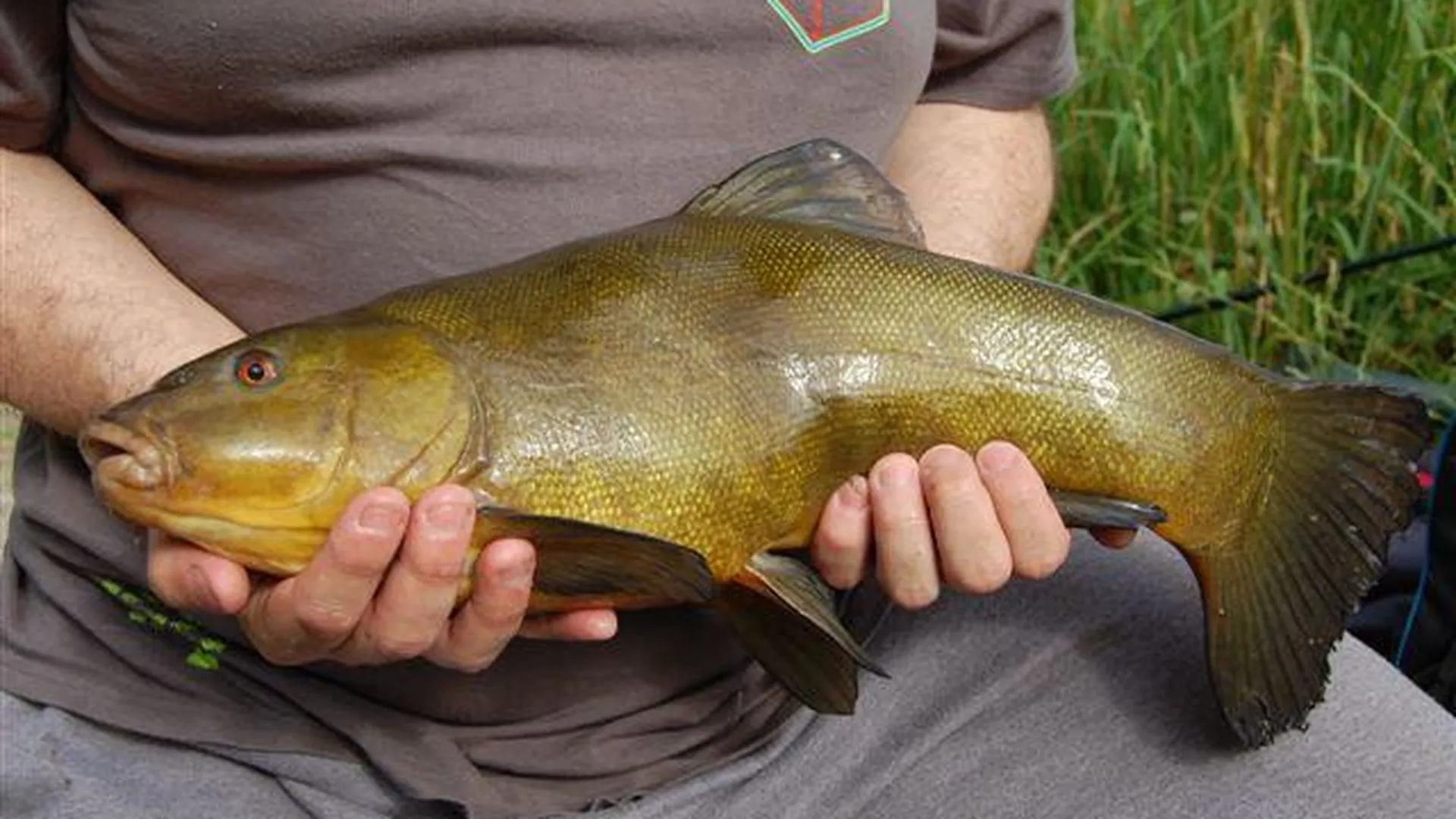 Линь речной. Линь рыба. Карликовый линь. Трофейный линь. Линь в подмосковье.