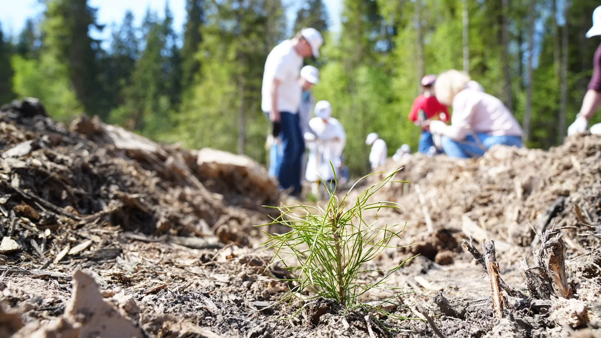 В ходе акции «Лес Победы» в Подмосковье высадили более 160 тыс деревьев и кустарников в этом году
