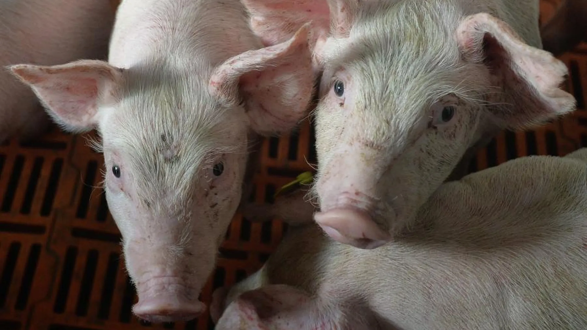 В Китае усиливаются риски дефляции из‑за падения цен на свинину