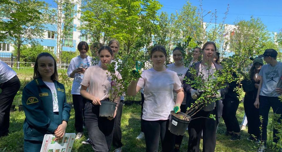 Школьники в память о юных героях ВОВ высадили 250 кустарников в Подмосковье