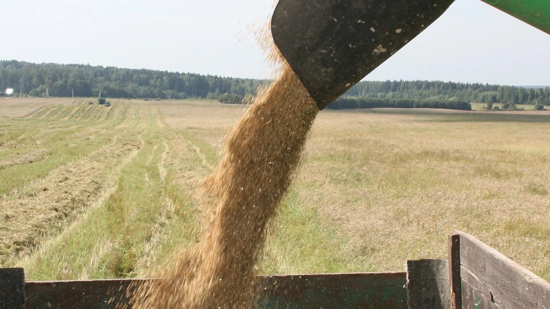 Около 300 тыс тонн зерна и зернобобовых культур намолотили в Подмосковье
