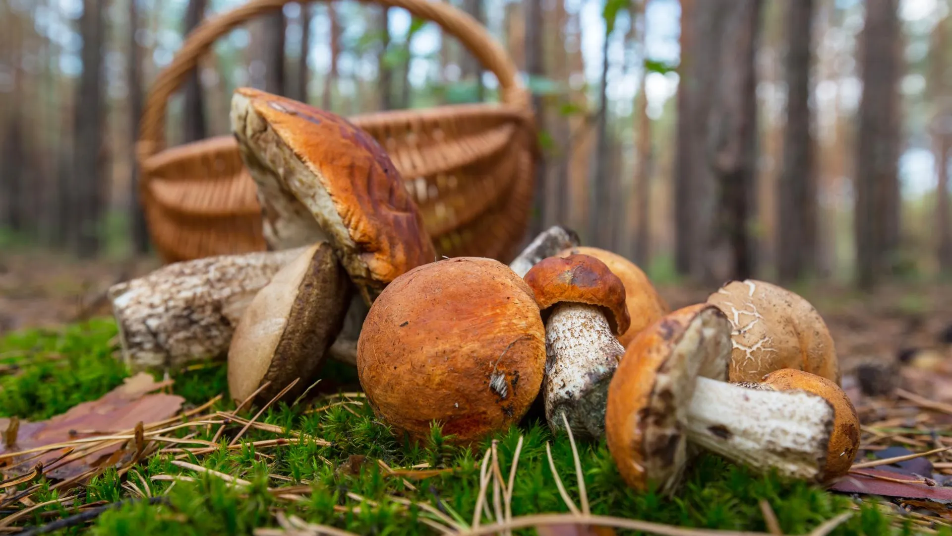 Жителям Ленинградской области рассказали, где найти грибы этой осенью