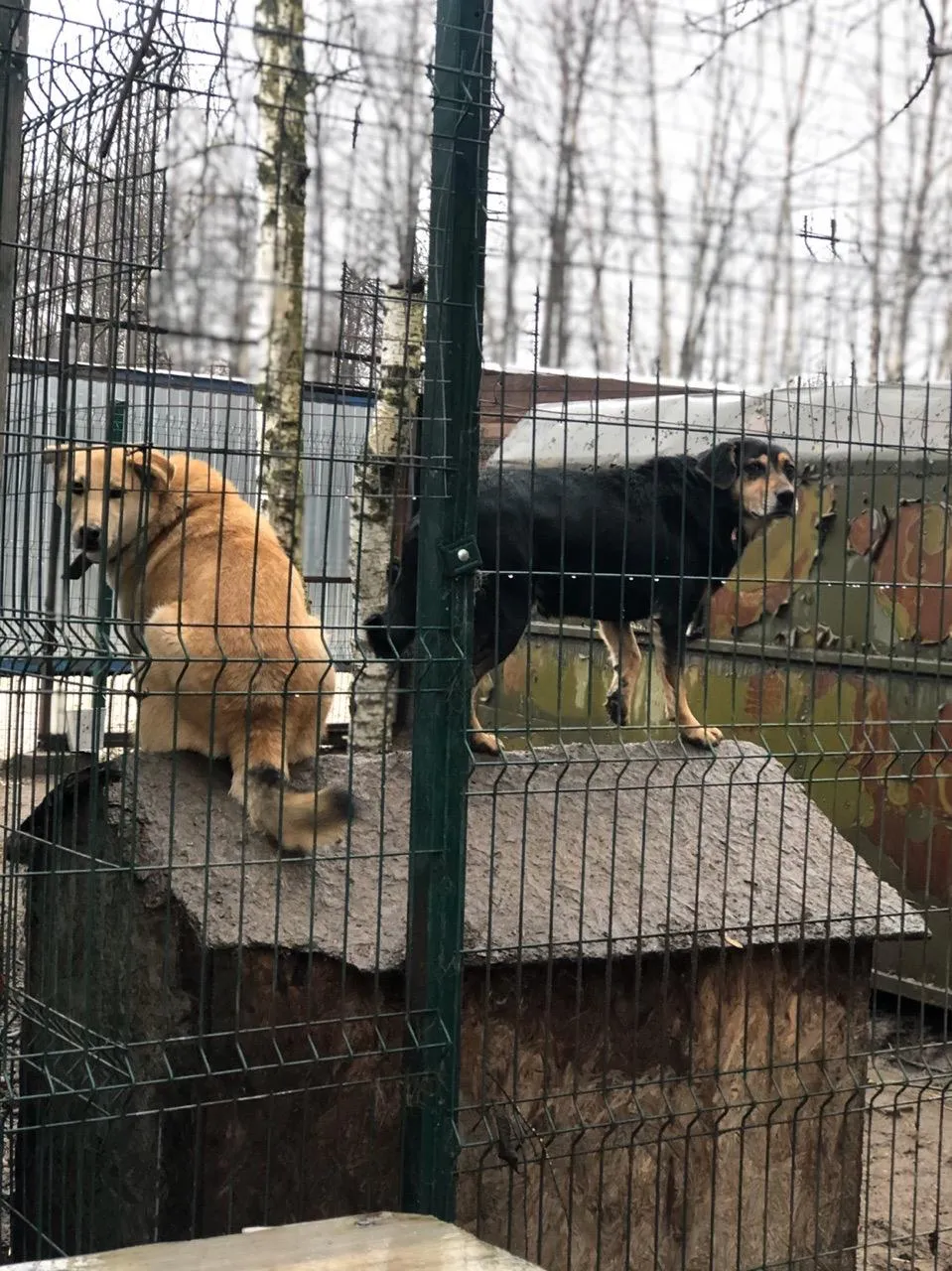 официальная страница МАУ «Приют для безнадзорных животных Богородского городского округа Московской области» «ВКонтакте»