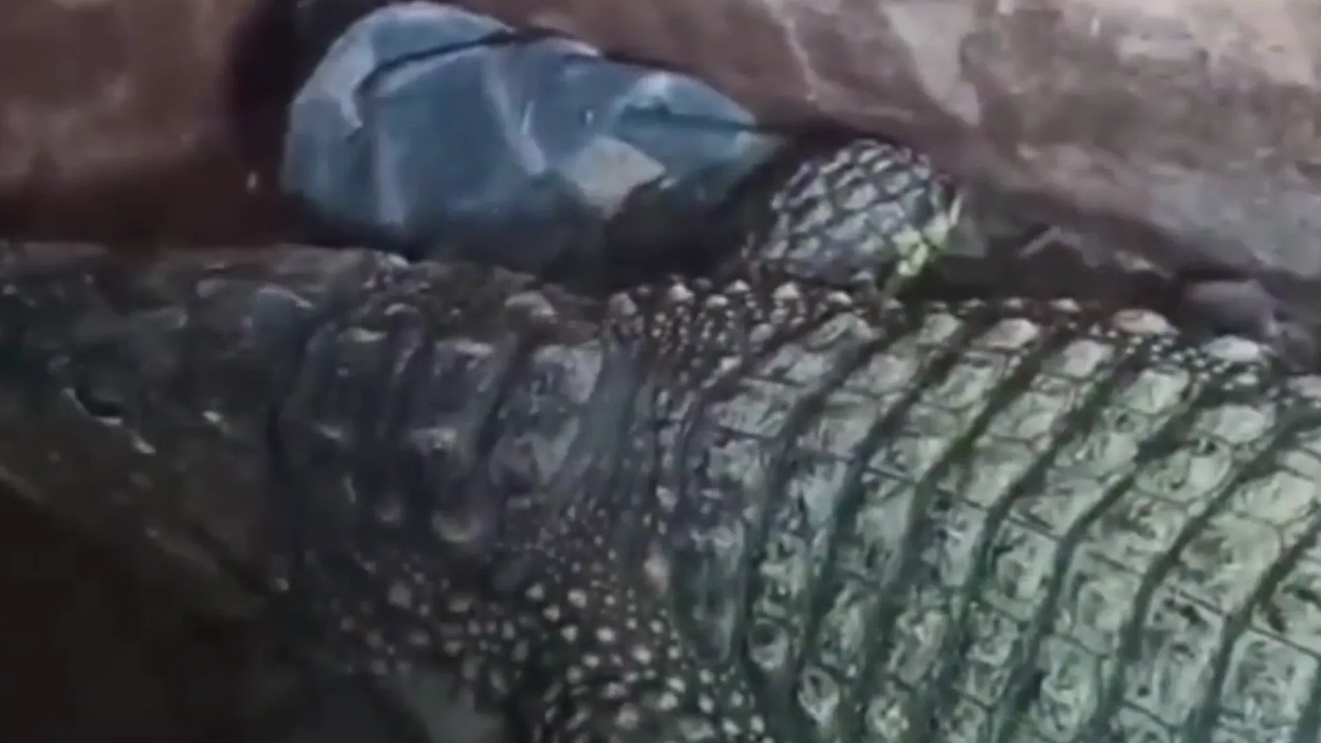 Россиянин пытался вывезти двухметрового крокодила Бакса в Казахстан