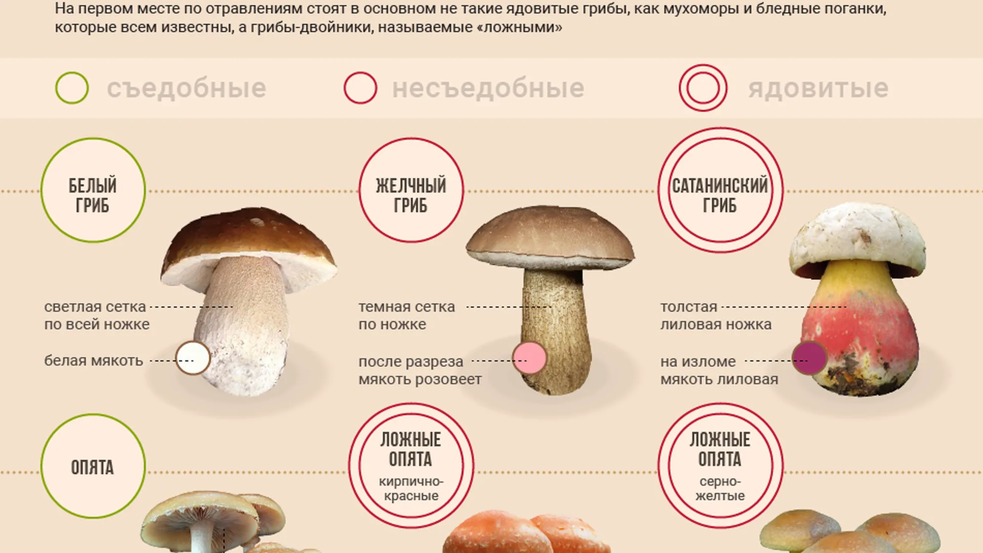 Распознать Гриб По Картинке