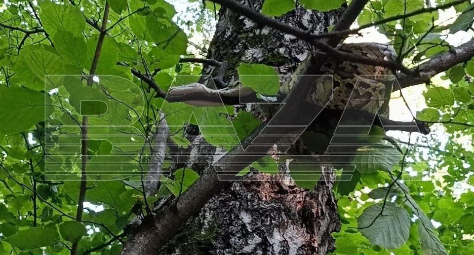 Москвичи нашли питона на дереве в Битцевском парке