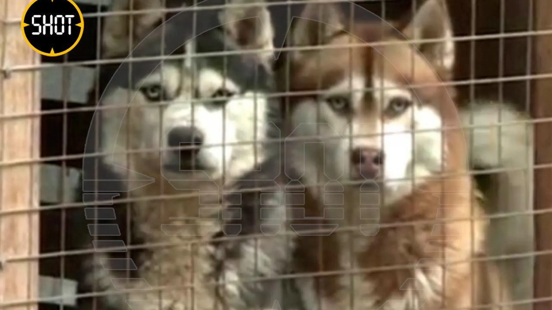 Волонтеры спасли собак породы хаски из питомника под Оренбургом