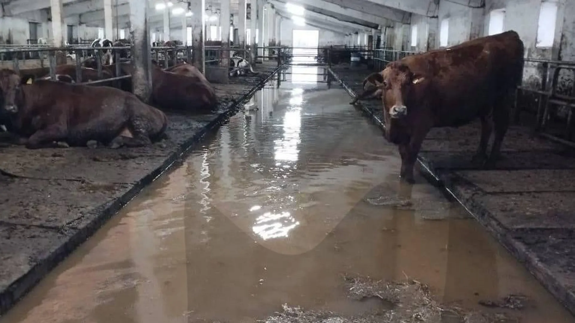 Ферма с 1 тыс коров уходит под воду в Оренбургской области
