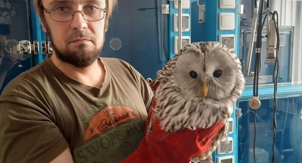 Специалисты ветслужбы Подмосковья спасли сову со сломанным крылом