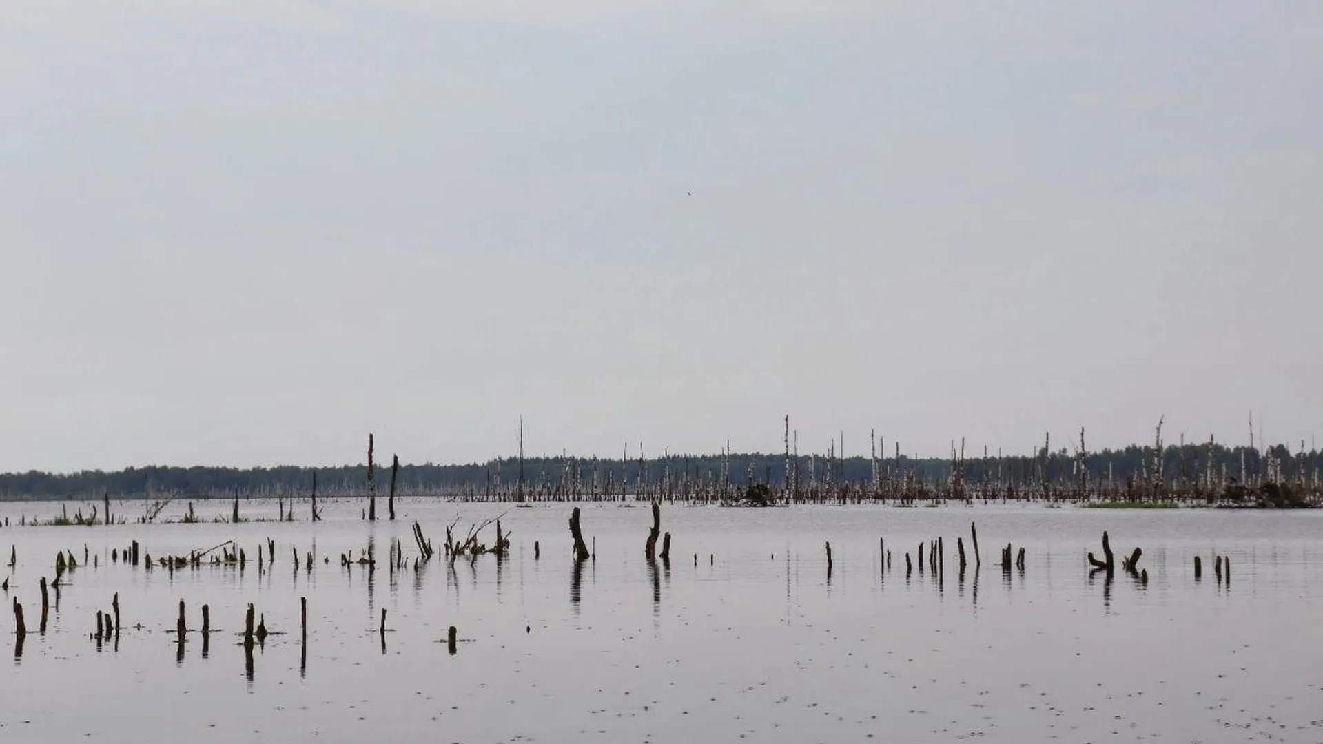 Более 38 особо ценных водно‑болотных угодий охраняются на территории Подмосковья