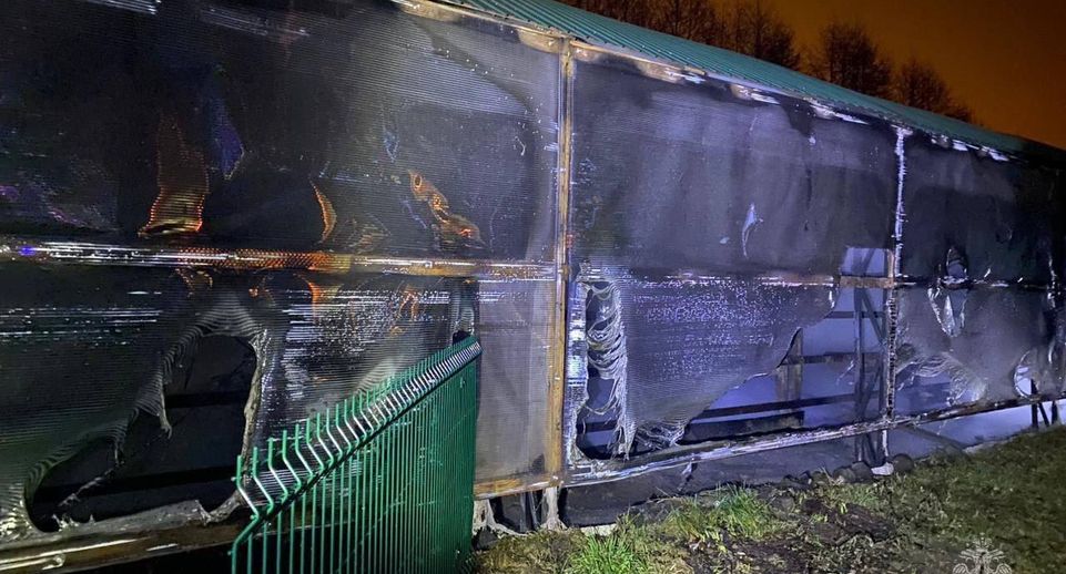 Сразу 6 зебр погибли в пожаре в зоопарке Белгородской области