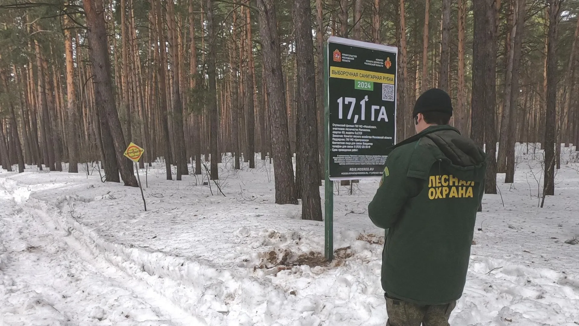 Вблизи подмосковного села Городец проводится выборочная санитарная рубка