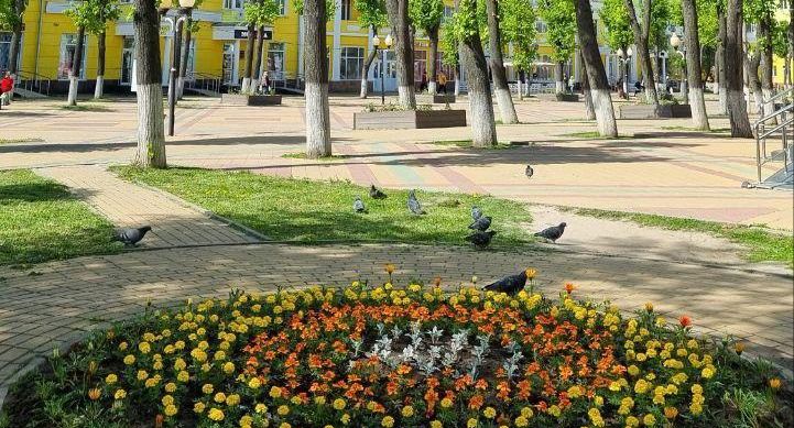 Более 65 тыс цветов украсили скверы и улицы Ступина
