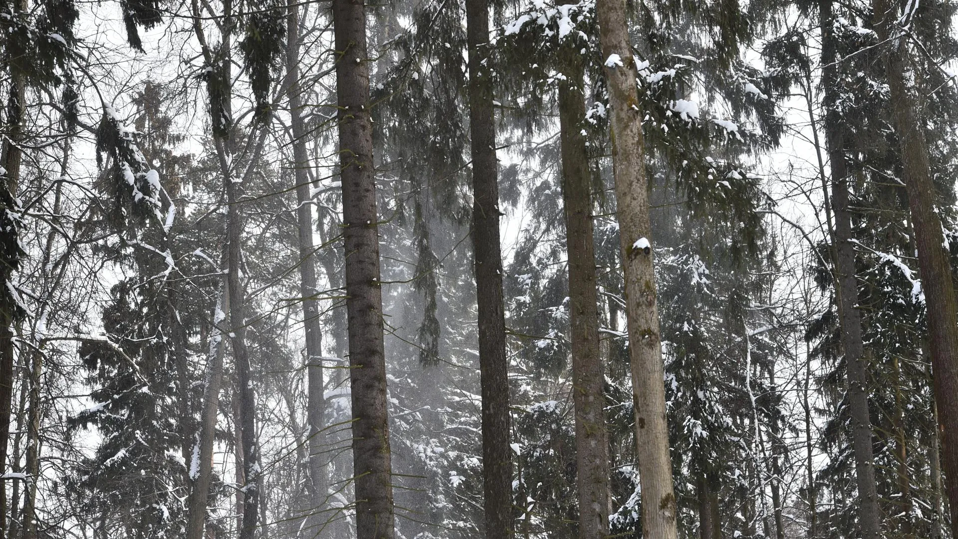 Экотропа на старой границе с Финляндией может появиться в Петербурге