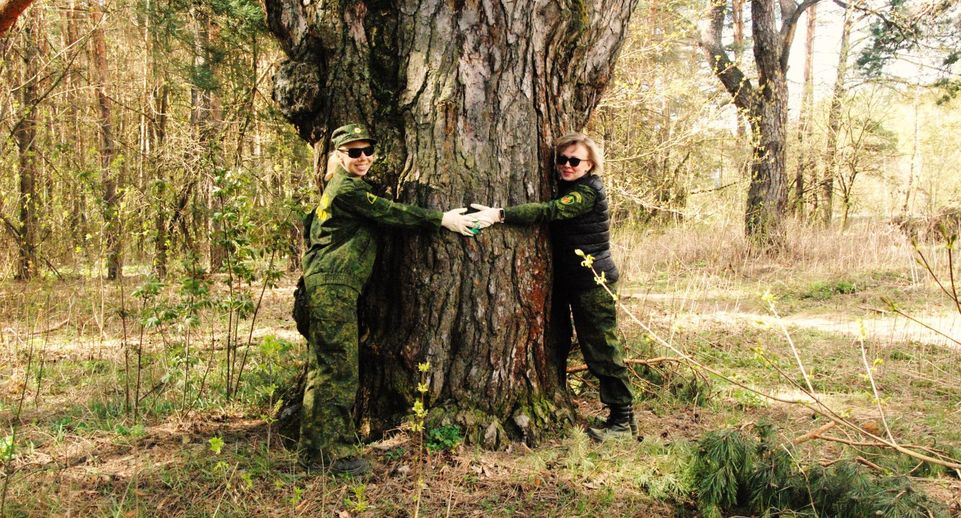 В «Русском лесу» Серпухова растет старовозрастная сосна