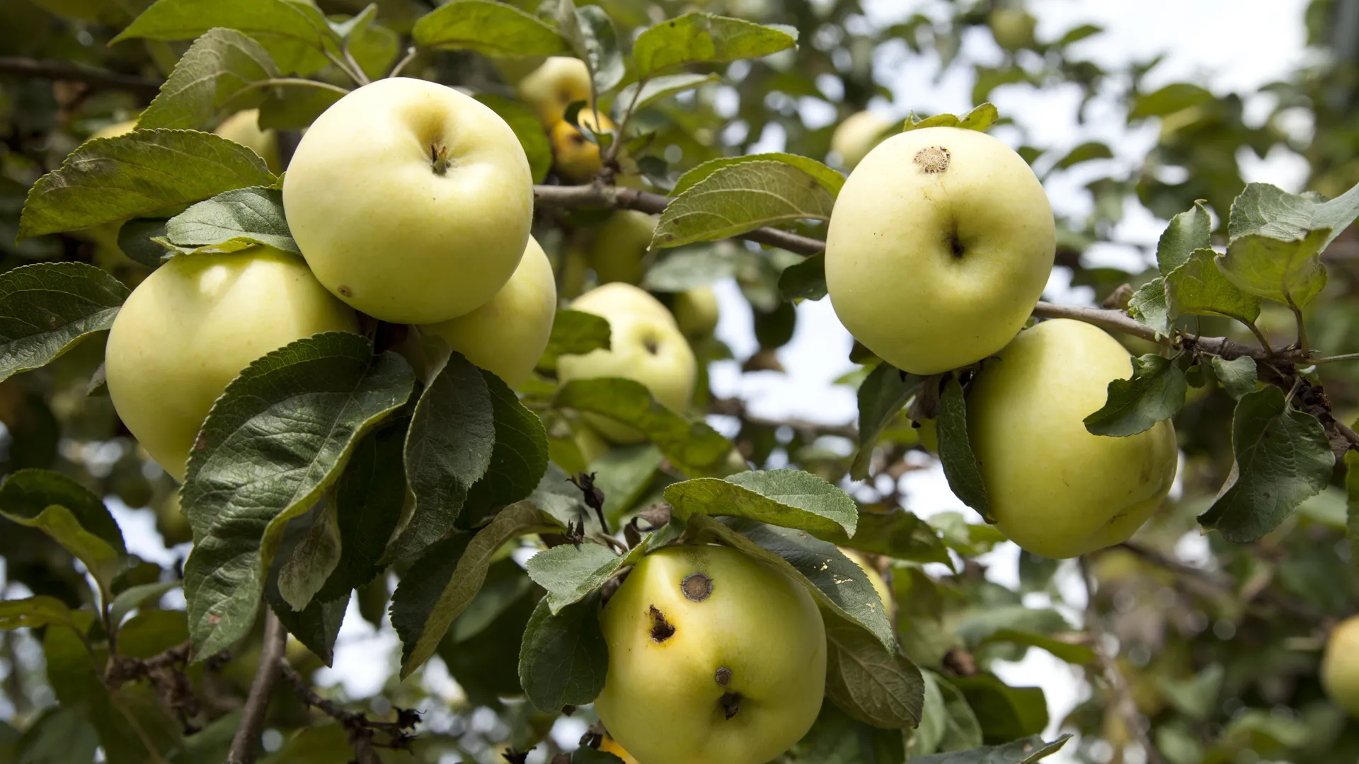 Дачникам раскрыли правила ухода за яблонями в период майских морозов