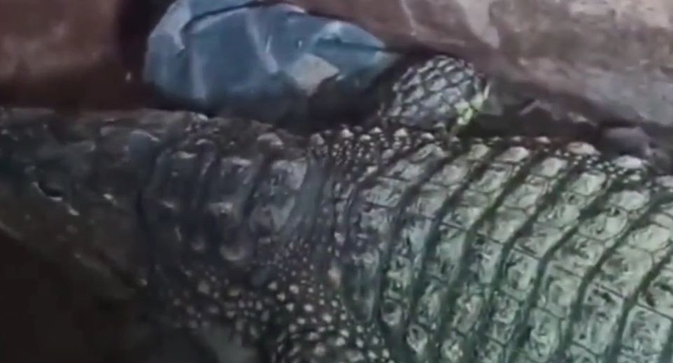 Российские таможенники нашли крокодила в грузовике, ехавшего в Казахстан