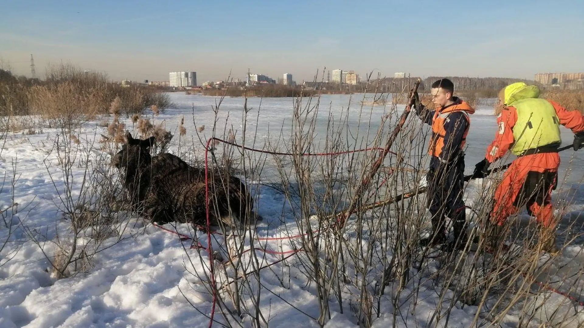 Спасатели вытащили провалившегося под лед лося на болотах в Мытищах
