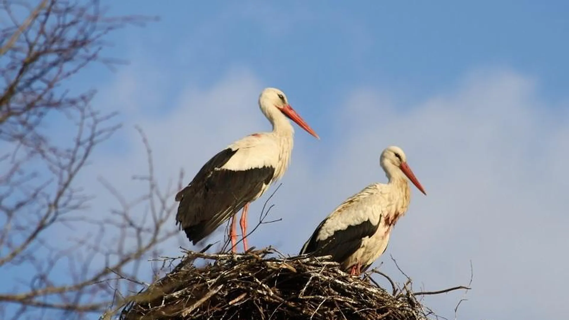 Суренаван Армения Аисты. Аист Перелетная птица. Аист в Подмосковье
