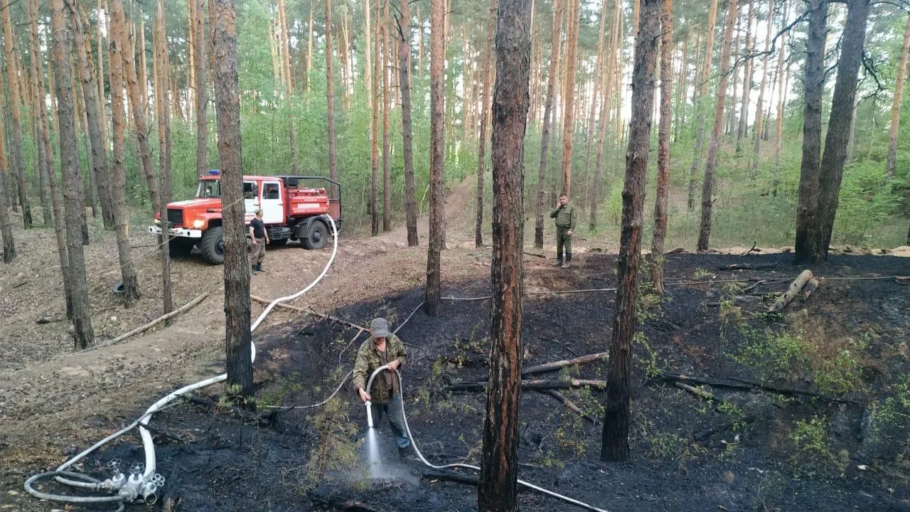 Лесной пожар ликвидировали в Ступине