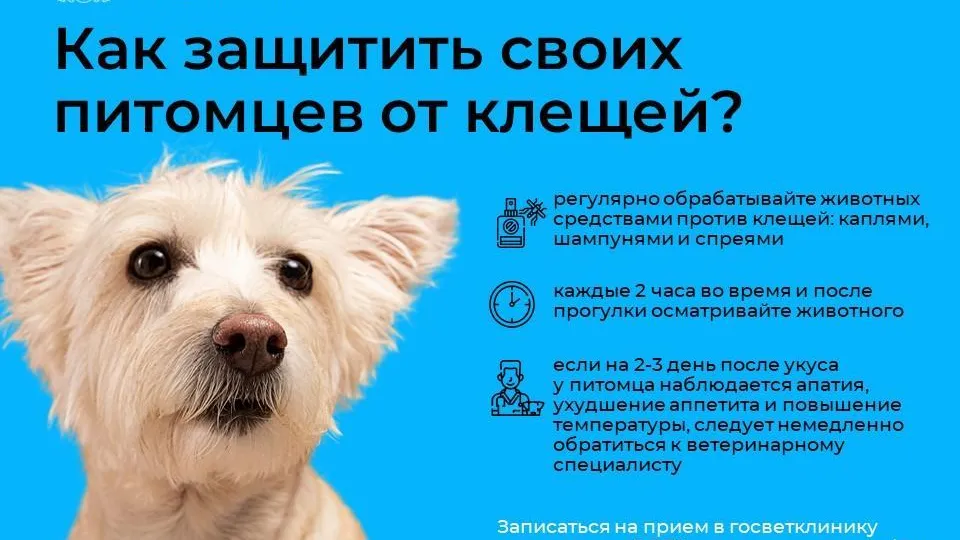 В Подмосковье напомнили о способах защиты питомцев от клещей
