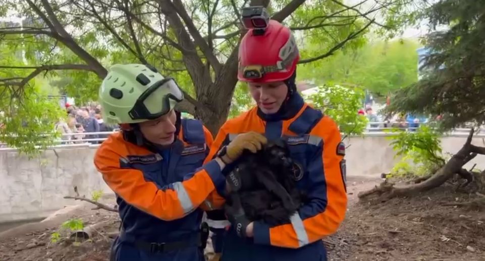 В Московском зоопарке уличного кота сняли с дерева в вольере с волками