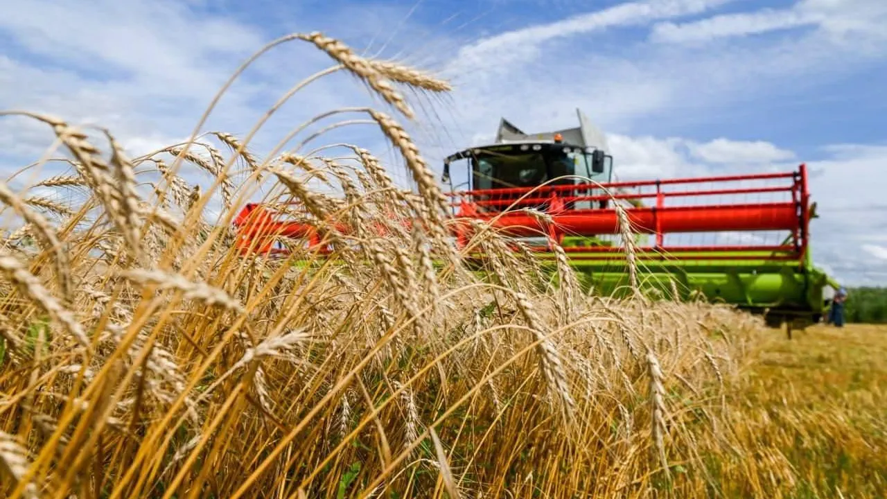 Еще 10 млрд руб направят на поддержку производства и реализации зерновых в РФ