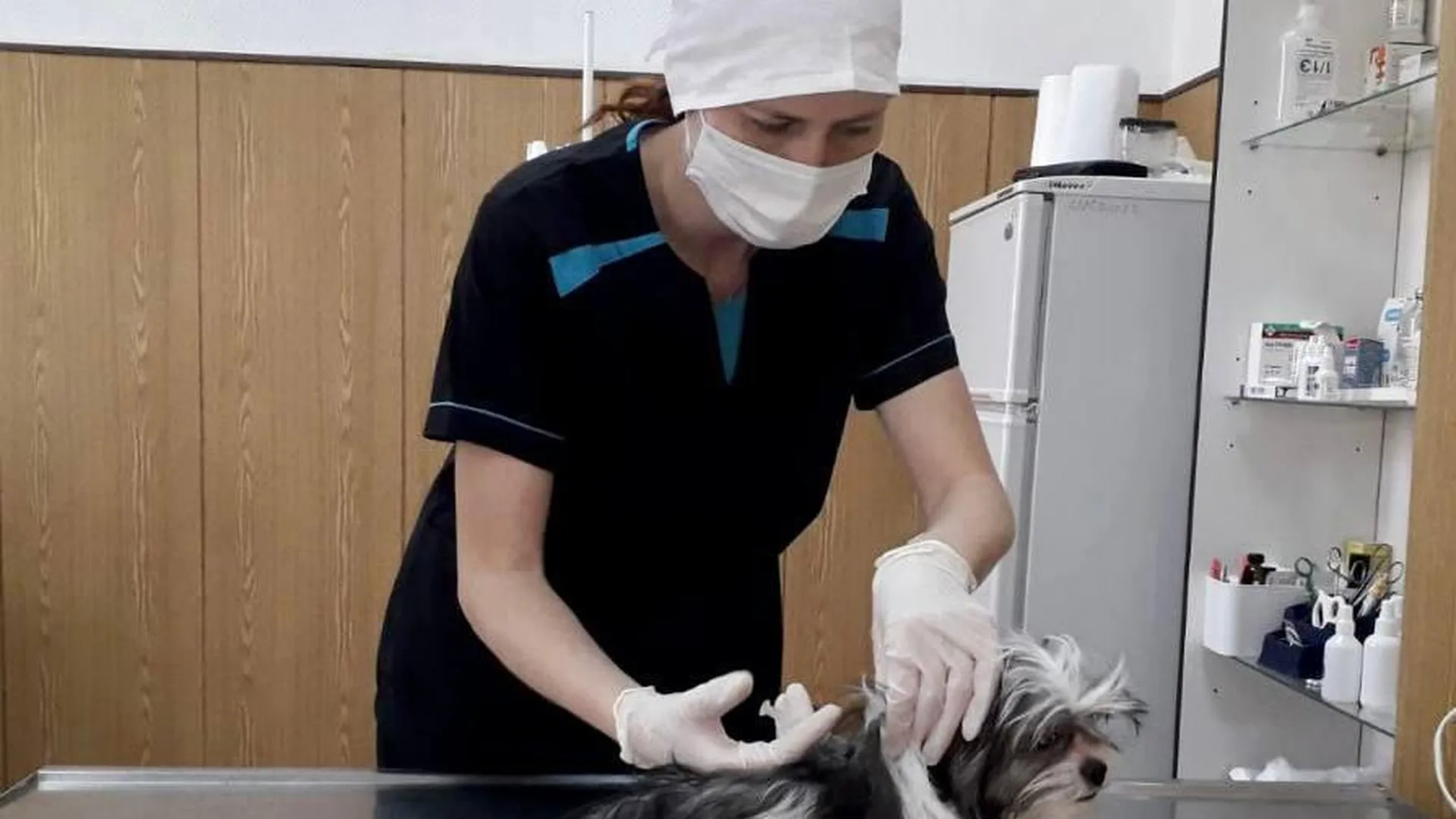Более 17 тыс жителей Подмосковья записали питомца к ветеринару через онлайн‑услугу