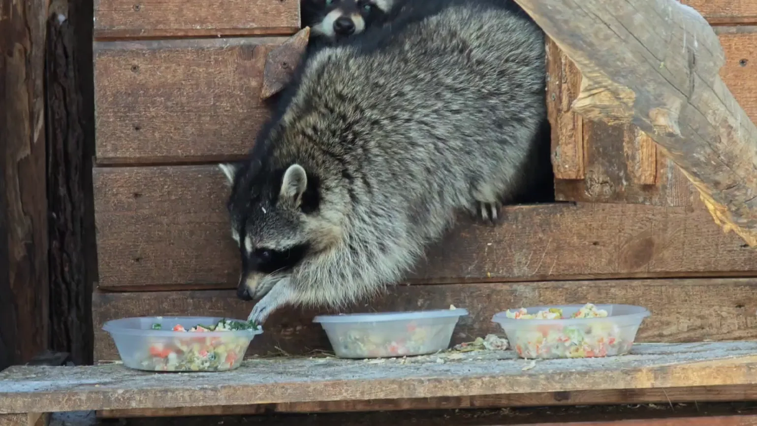 Барнаульский зоопарк показал довольных енотов, поедающих оливье